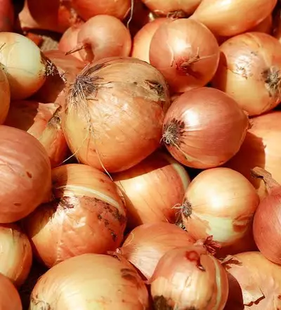 ₹62 Onion, consumers Cry, Government Points at Middlemen